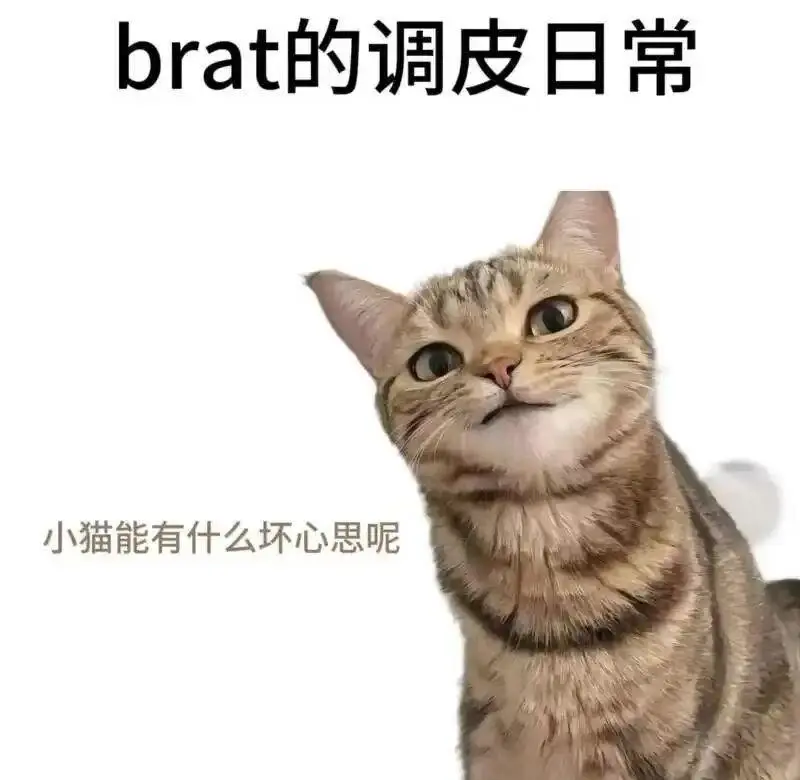 西檬之家K9犬系是什么意思？字母圈新人入圈 一